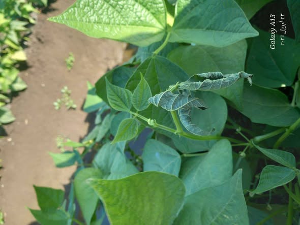 ايه سبب التسقيط وايه العلاج